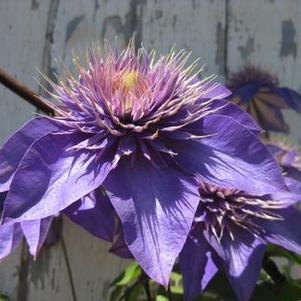 Clematis Multi-Blue