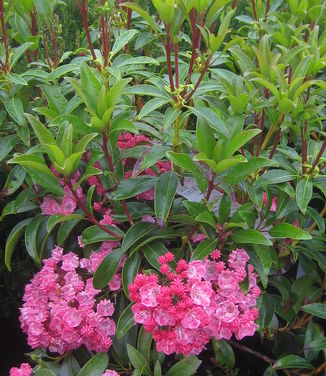 Kalmia latifolia Sarah