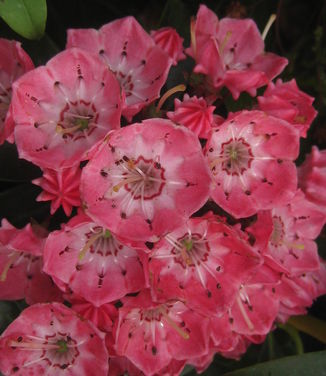 Kalmia latifolia Sarah