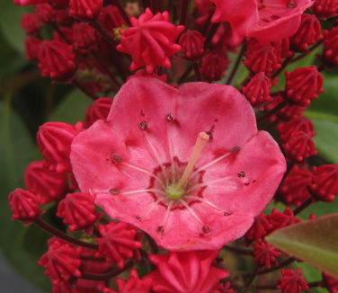 Kalmia latifolia Sarah