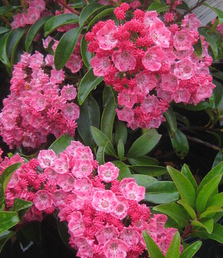 Kalmia latifolia Sarah