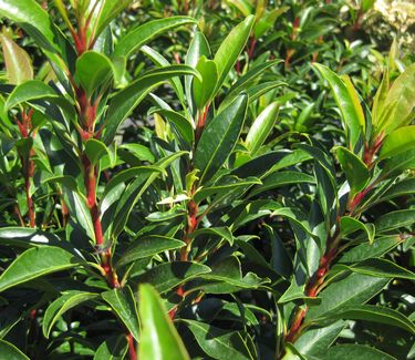 Kalmia latifolia 'Sarah' - Mountain Laurel 