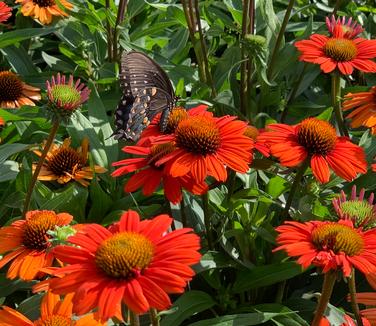 Echinacea purpurea Kismet 'Intense Orange' 