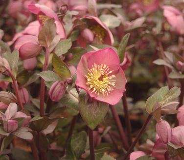 Helleborus x Frostkiss 'Penny's Pink'