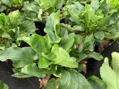 Eryngium planum 'Blue Cap' - Sea Holly from Pleasant Run Nursery