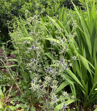 Eryngium planum 'Blue Cap' - Sea Holly from Pleasant Run Nursery