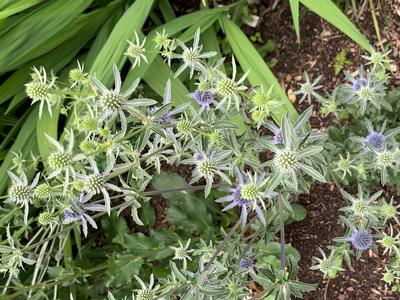 Eryngium planum 'Blue Cap' - Sea Holly from Pleasant Run Nursery