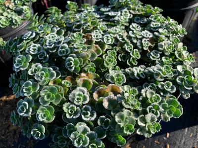 Sedum spurium 'John Creech' - Caucasian Stonecrop from Pleasant Run Nursery