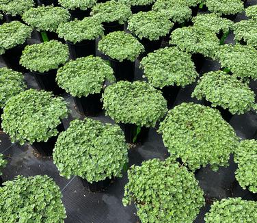 Sedum spurium 'John Creech' - Caucasian Stonecrop from Pleasant Run Nursery