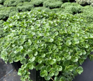 Sedum spurium 'John Creech' - Caucasian Stonecrop from Pleasant Run Nursery