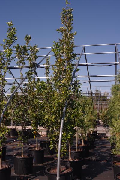 Quercus bicolor Beacon