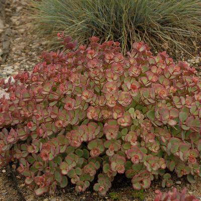 Sedum sieboldii (Photo: Walters Gardens, Inc)