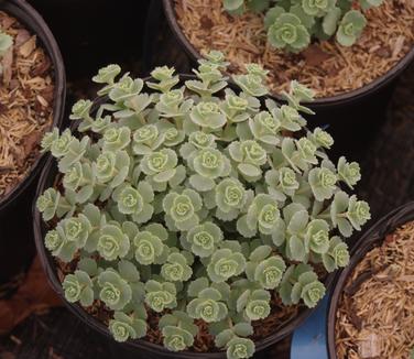 Sedum sieboldii - Stone Crop/October Daphne from Pleasant Run Nursery