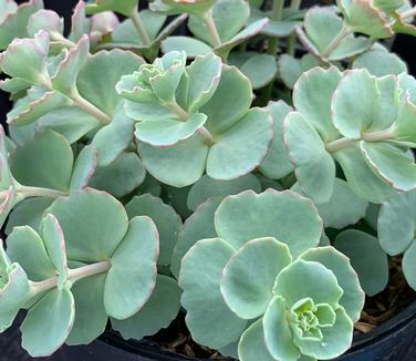 Sedum sieboldii - Stone Crop/October Daphne from Pleasant Run Nursery