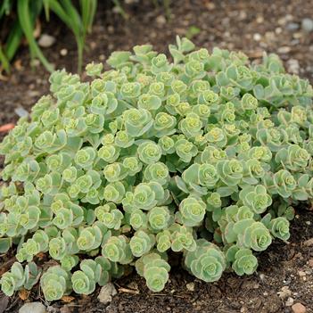 Sedum sieboldii (Photo: Walters Gardens, Inc)