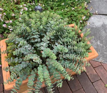 Sedum sieboldii - Stone Crop/October Daphne from Pleasant Run Nursery