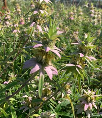 Monarda punctata - Spotted Bee Balm from Pleasant Run Nursery