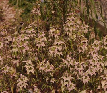 Monarda punctata - Spotted Bee Balm from Pleasant Run Nursery