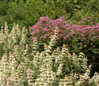 Monarda punctata