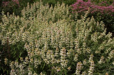 Monarda punctata