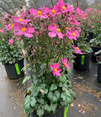 Anemone x hybrida Fantasy™ 'Red Riding Hood' - Windflower from Pleasant Run Nursery