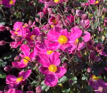  Anemone x hybrida Fantasy 'Red Riding Hood'