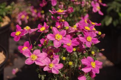  Anemone x hybrida Fantasy 'Red Riding Hood'