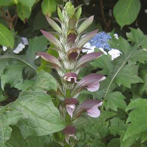 Acanthus mollis 