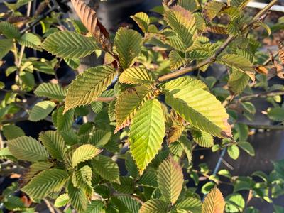 Carpinus betulus - European Hornbeam from Pleasant Run Nursery