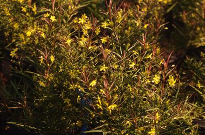 Lysimachia lanceolata var. purpurea - Lance-leaved Loosestrife from Pleasant Run Nursery