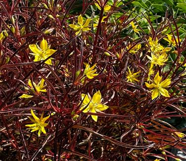 Lysimachia lanceolata var. purpurea - Lance-leaved Loosestrife from Pleasant Run Nursery