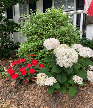 Hydrangea arborescens Invincibelle Wee White - Smooth Hydrangea from Pleasant Run Nursery