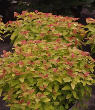 Spiraea japonica Double Play Candy Corn