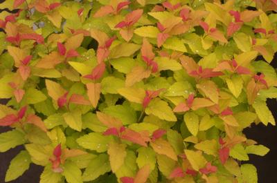 Spiraea japonica Double Play Candy Corn