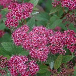 Spiraea japonica Neon Flash