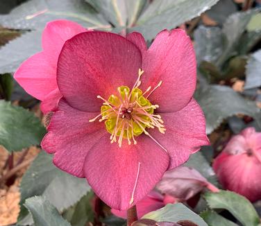 Helleborus x glandorfensis HGC Ice N' Roses 'Red'