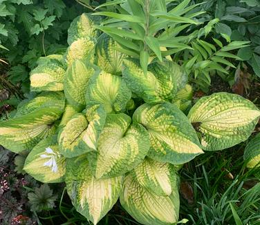 Hosta 'Brother Stefan' - Plantain Lily from Pleasant Run Nursery