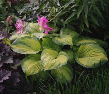 Hosta 'Brother Stefan' - Plantain Lily from Pleasant Run Nursery