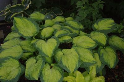 Hosta 'Brother Stefan'