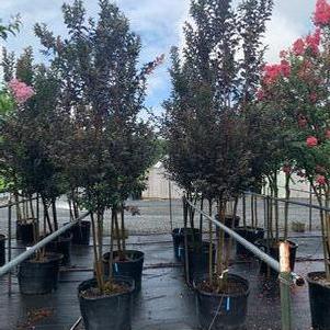 Lagerstroemia Thunderstruck™ White Lightning™