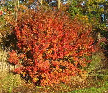 Lagerstroemia x 'Catawba'- Fall Color