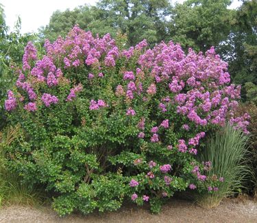 Lagerstroemia x Catawba