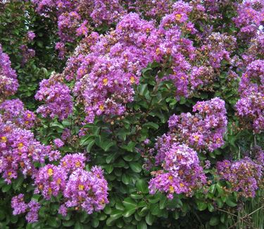 Lagerstroemia x Catawba