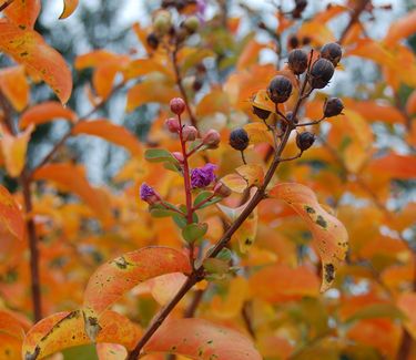 Lagerstroemia x 'Catawba' - Fall Color