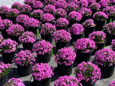 Phlox subulata Emerald Pink