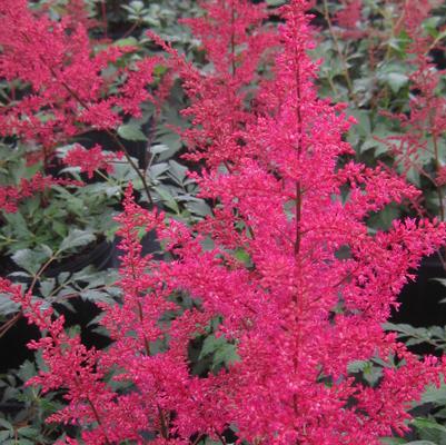 Astilbe x arendsii Red Sentinel