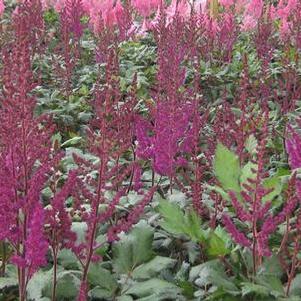 Astilbe chinensis Visions in Red