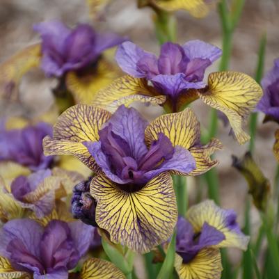 Iris sibirica Purring Tiger