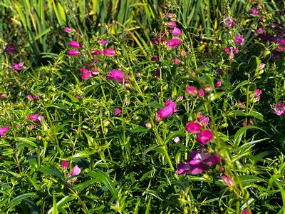 Penstemon x mexicali Red Rocks®'- Beardtongue from Pleasant Run Nursery