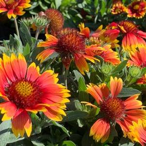 Gaillardia aristata Arizona Sun